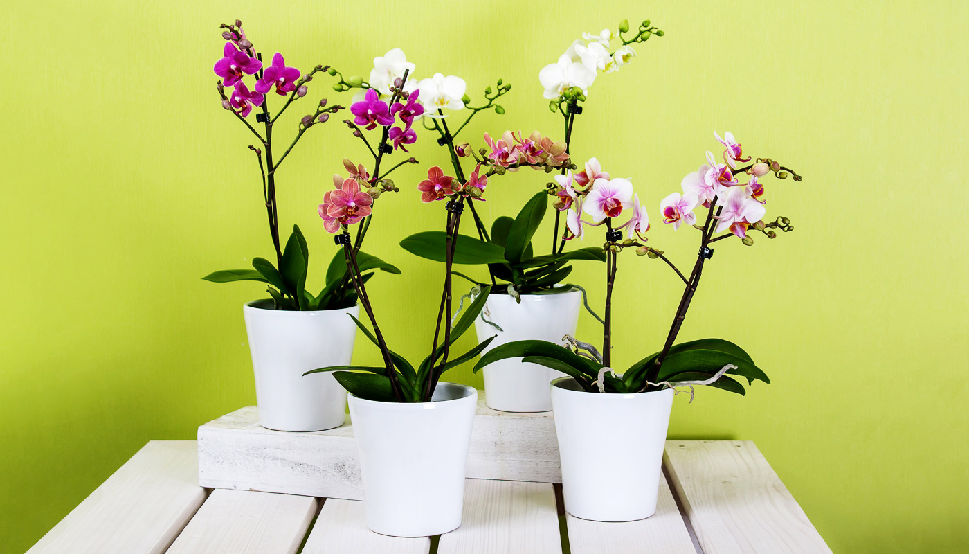 Orchids