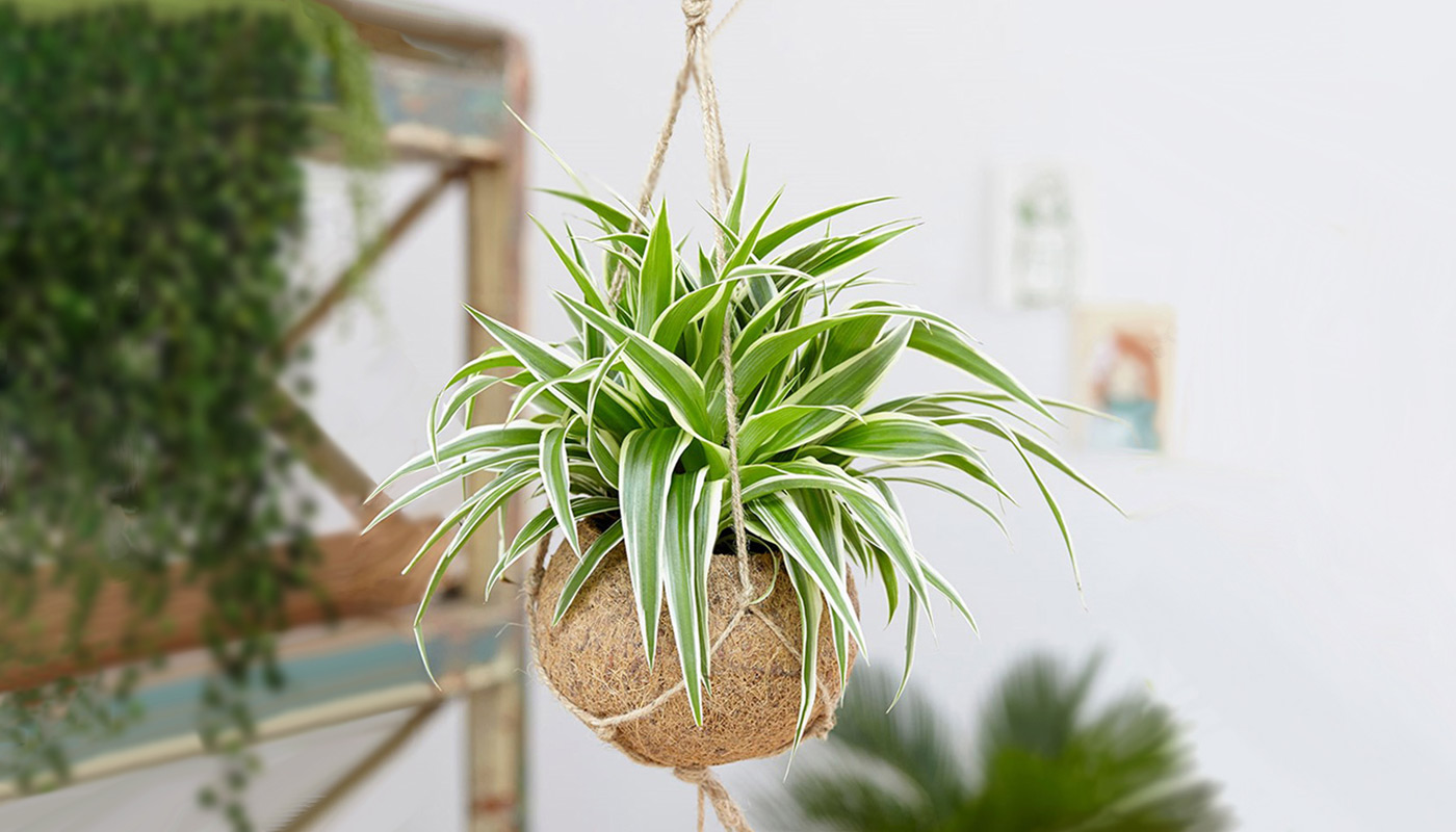 Spider Plant