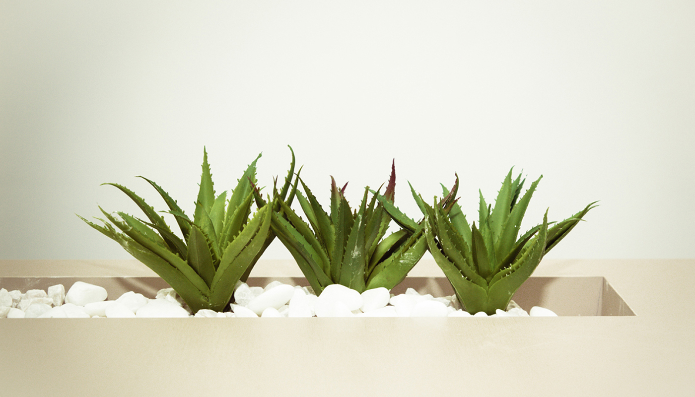 Aloe Plant
