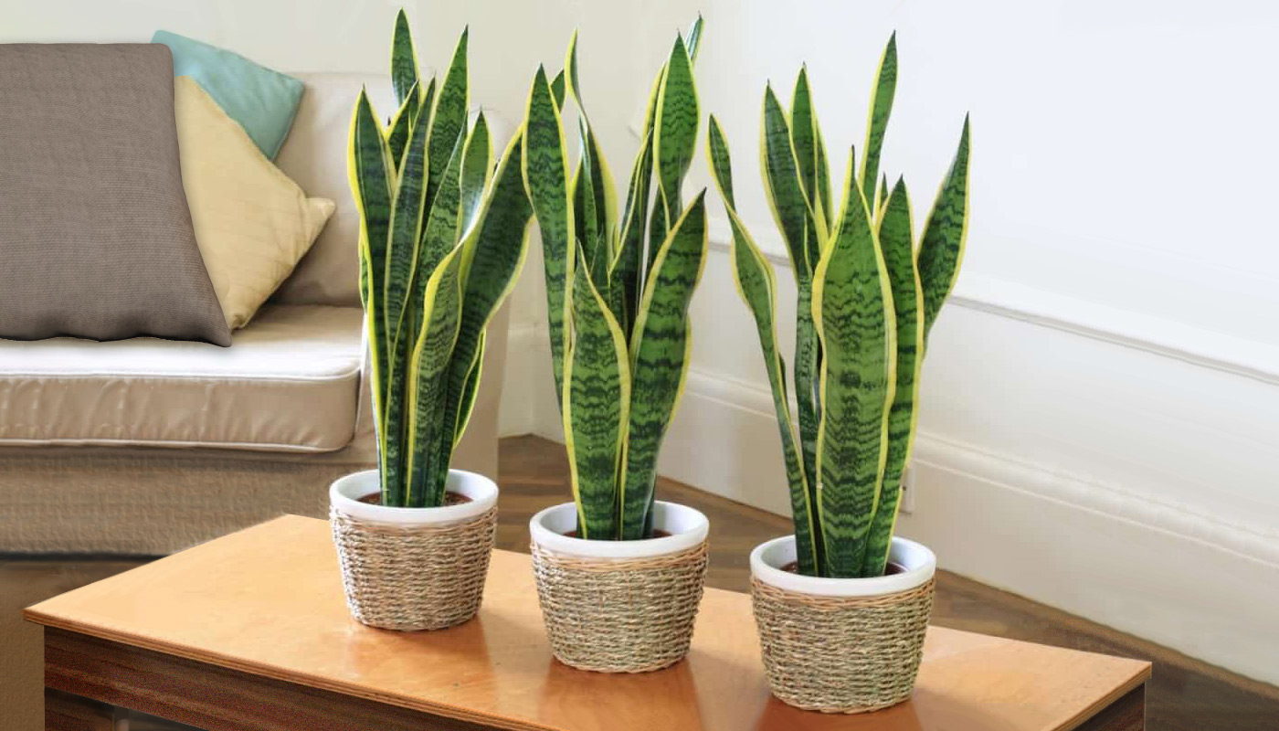 Snake Plant