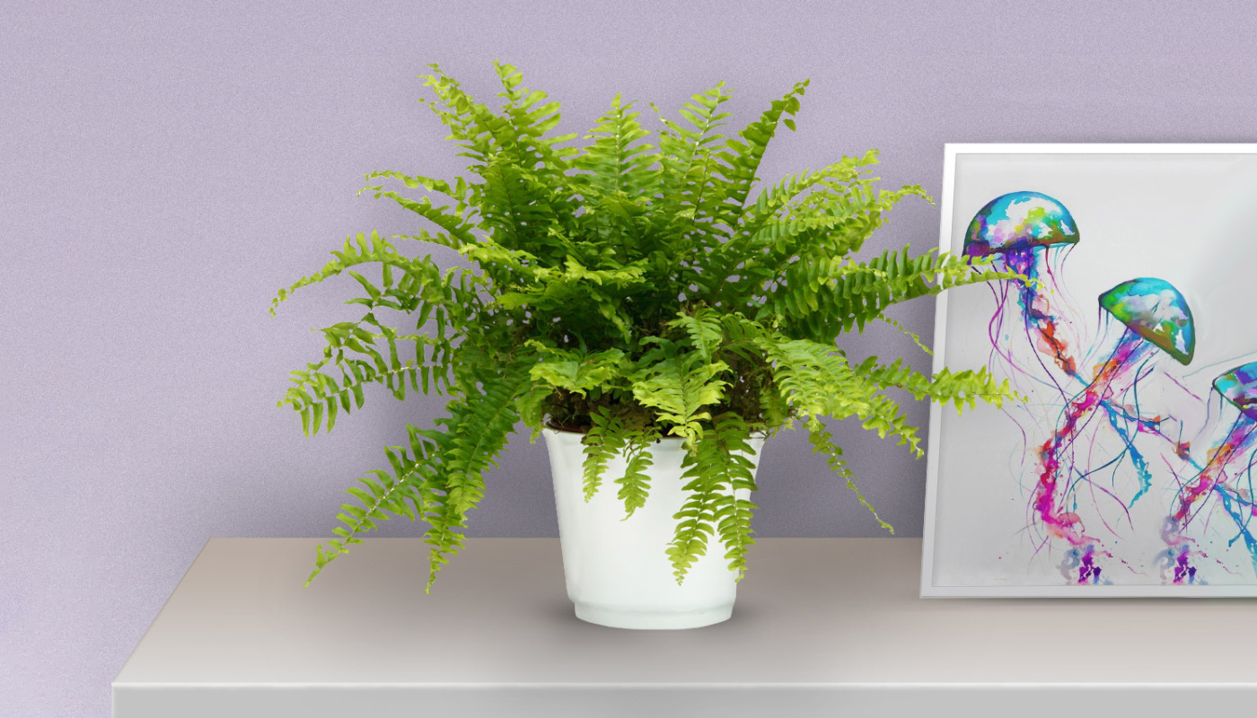 Boston Fern