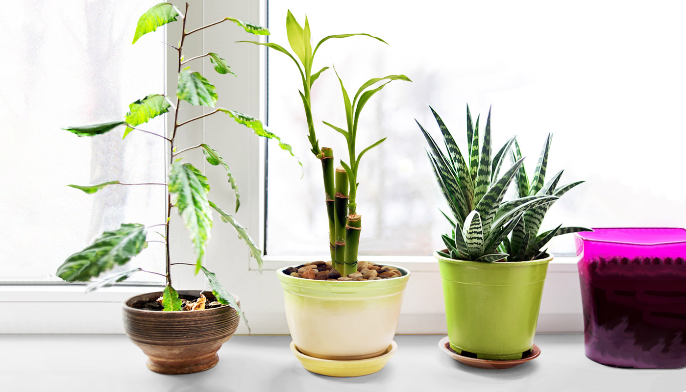Bamboo Plant